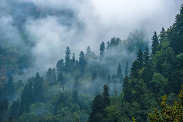 Montaña laderas paisaje con abetos en la niebla en Svaneti , Imágenes De Stock Sin Royalties Gratis