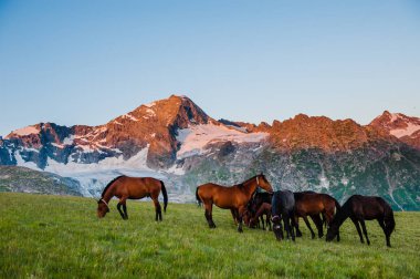 Güzel yaz peyzaj Arkhyz atları ile