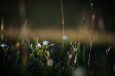 Kayaların, Arhyz, Rusya Federasyonu arasındaki dağ gölü