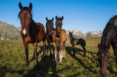 Güzel yaz peyzaj Arkhyz atları ile