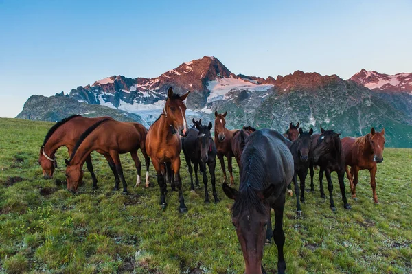 Den vackra sommarlandskap med hästar i Arkhyz — Stockfoto