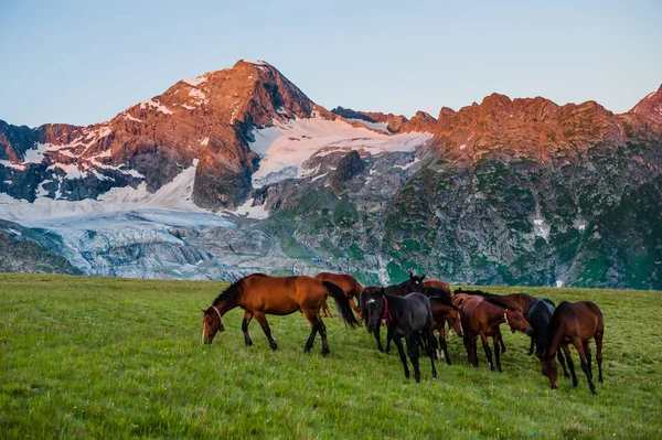 Den vackra sommarlandskap med hästar i Arkhyz — Stockfoto