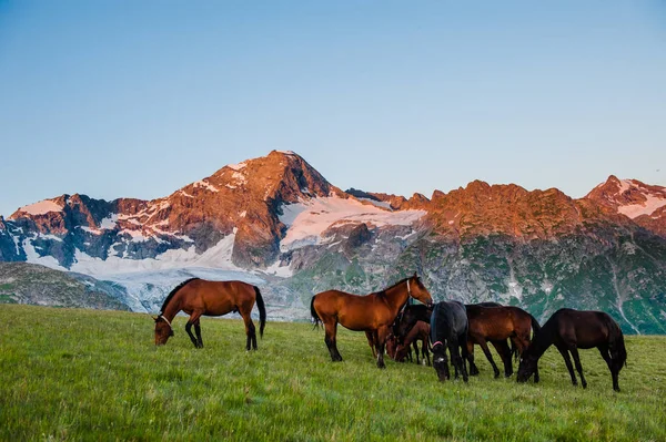 Güzel yaz peyzaj Arkhyz atları ile