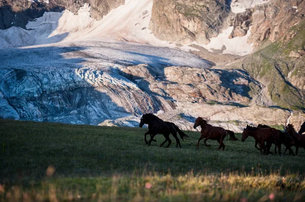 El hermoso paisaje de verano con caballos en Arkhyz — Foto de Stock