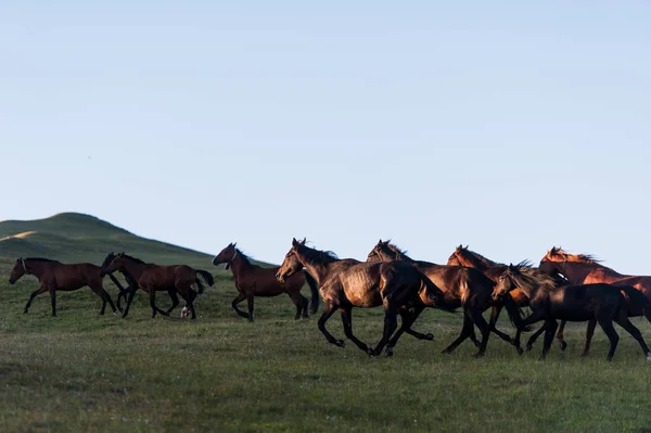 El hermoso paisaje de verano con caballos en Arkhyz — Foto de Stock