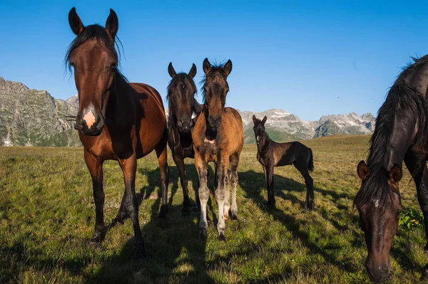 Güzel yaz peyzaj Arkhyz atları ile