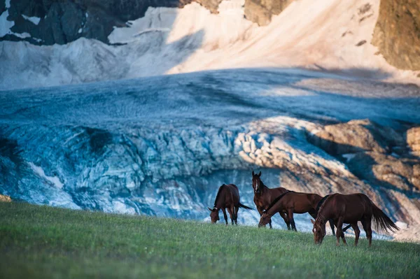 El hermoso paisaje de verano con caballos en Arkhyz Imagen De Stock