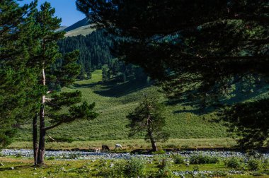 Arkhyz güzel yaz manzarada