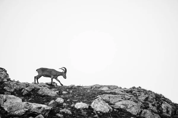 A mountain goat looks at the landscape — Stock Photo, Image