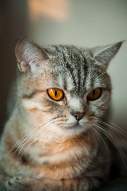 Masanın üzerinde yatan sarı gözlü Britanya ile ilgili stenografi kedi