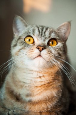 Masanın üzerinde yatan sarı gözlü Britanya ile ilgili stenografi kedi