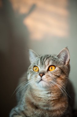 Masanın üzerinde yatan sarı gözlü Britanya ile ilgili stenografi kedi