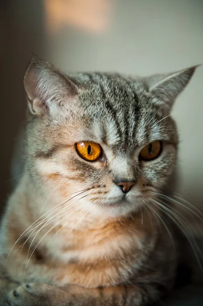 Masanın üzerinde yatan sarı gözlü Britanya ile ilgili stenografi kedi