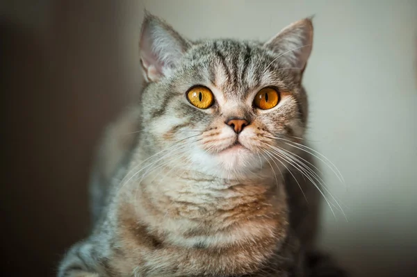 Brits korthaar kat met gele ogen liggen op tafel — Stockfoto