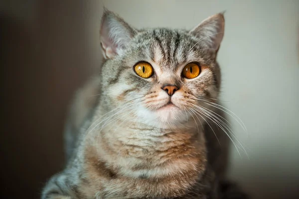 Chat à poil court britannique aux yeux jaunes couché sur la table — Photo