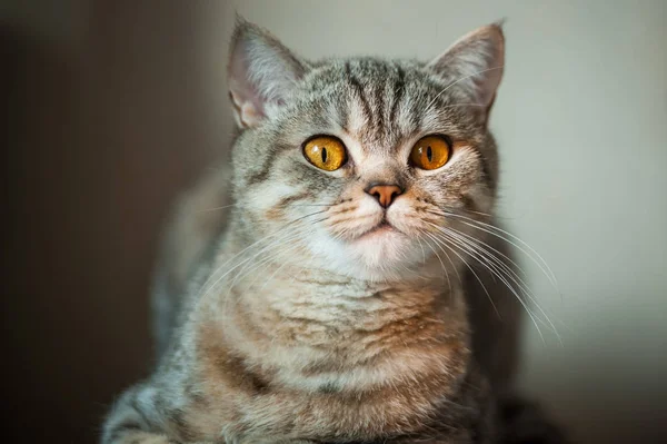 Βρεταννόs στενογραφία γάτα με κίτρινα μάτια ξαπλωμένος σε τραπέζι — Φωτογραφία Αρχείου
