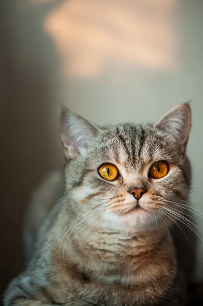 British Shorthair gatto con gli occhi gialli sdraiato sul tavolo — Foto Stock