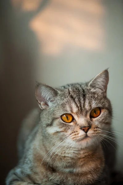 Británico taquigrafía gato con amarillo ojos acostado en mesa Imagen De Stock