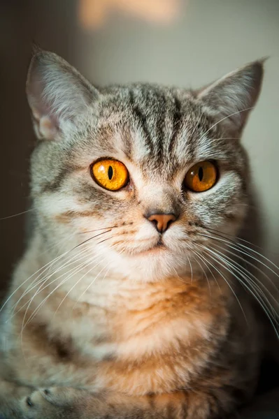 Britânico Shorthair gato com olhos amarelos deitado na mesa — Fotografia de Stock