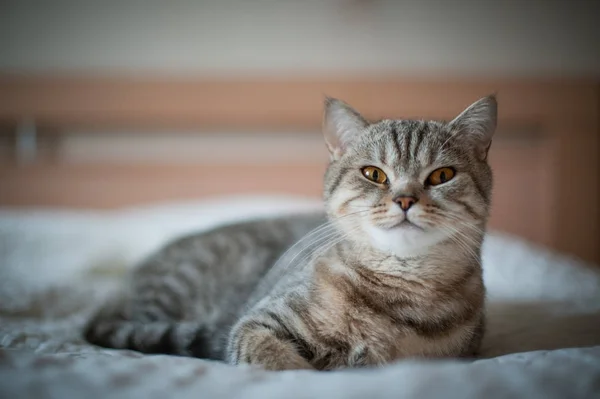 Британский кот Shorthair с желтыми глазами, лежащий на кровати — стоковое фото