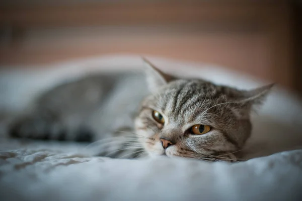 Βρεταννόs στενογραφία γάτα με κίτρινα μάτια ξαπλωμένη στο κρεβάτι — Φωτογραφία Αρχείου