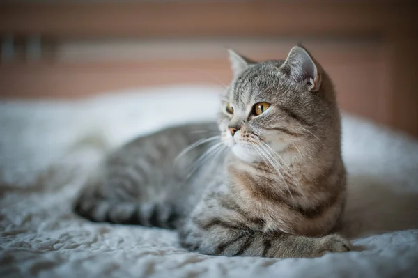 British Shorthair gato con los ojos amarillos acostado en la cama Fotos De Stock