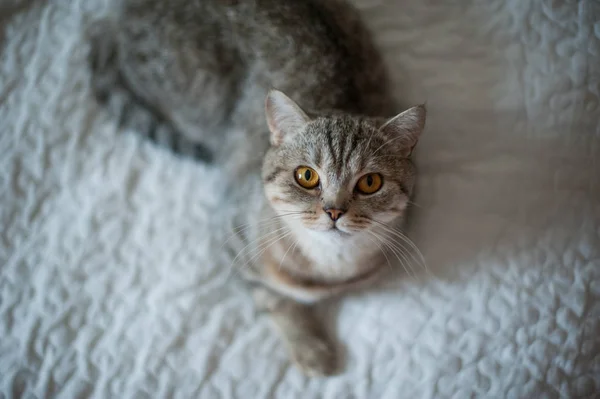 British Shorthair gato con los ojos amarillos acostado en la cama Fotos De Stock Sin Royalties Gratis