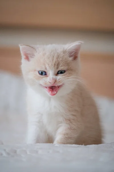 Kırmızı kedi yavrusu yatakta yatarken ve seyir bir şey — Stok fotoğraf