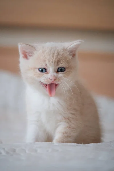 Kırmızı kedi yavrusu yatakta yatarken ve seyir bir şey — Stok fotoğraf