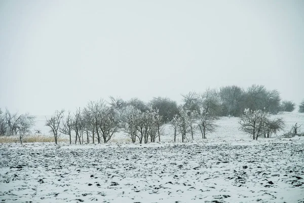 冬季景观雪覆盖的污垢道路附近的橡树格罗夫 — 图库照片