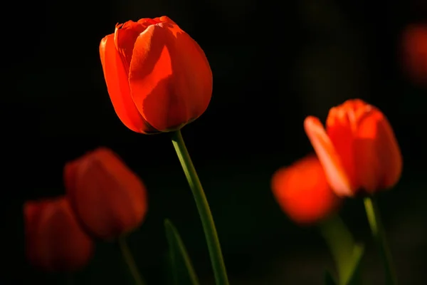 Λουλούδι φόντο τουλίπες. Όμορφη θέα από κόκκινες τουλίπες υπό το φως του ήλιου τοπίο — Φωτογραφία Αρχείου