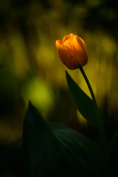 Květiny tulipány pozadí. Krásný výhled na červené tulipány pod sluneční světlo krajiny — Stock fotografie