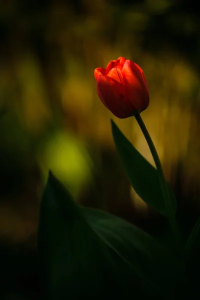 Flor tulipas fundo. Bela vista das tulipas vermelhas sob a paisagem da luz solar — Fotografia de Stock