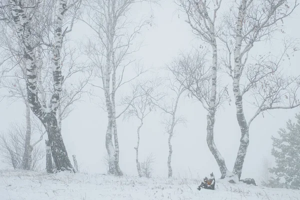 Dimma i skogen. Björk i dimman — Stockfoto