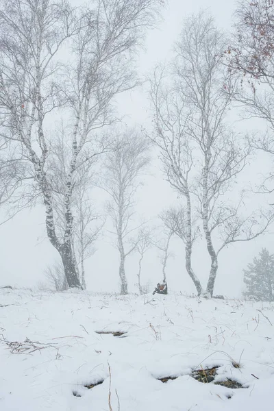 Dimma i skogen. Björk i dimman — Stockfoto