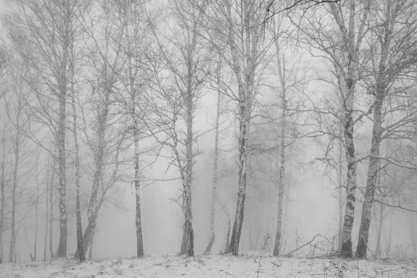 Köd az erdőben. Nyírfa a ködben — Stock Fotó