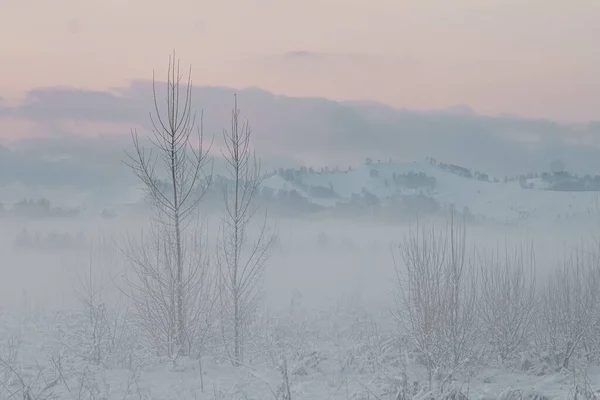 在日出时分，白桦树在冬日的雾气中绽放 — 图库照片