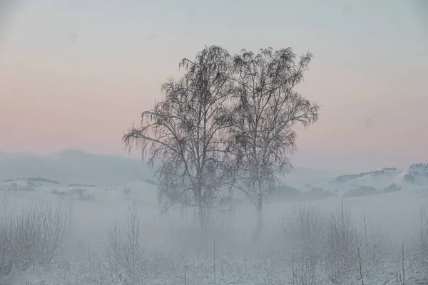 Snow birch at sunrise in beams of the sun in fog in the winter — Stock Photo, Image