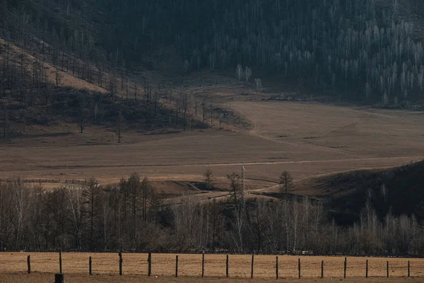 Bosque de bétula nua ou árvores de álamo na paisagem de outono de área Chuysky — Fotografia de Stock