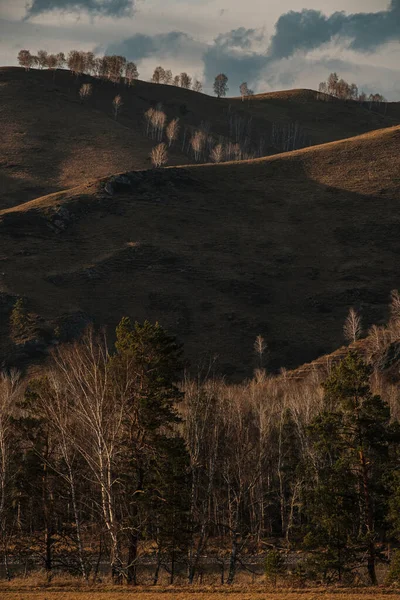 Bosque de bétula nua ou árvores de álamo na paisagem de outono de área Chuysky — Fotografia de Stock