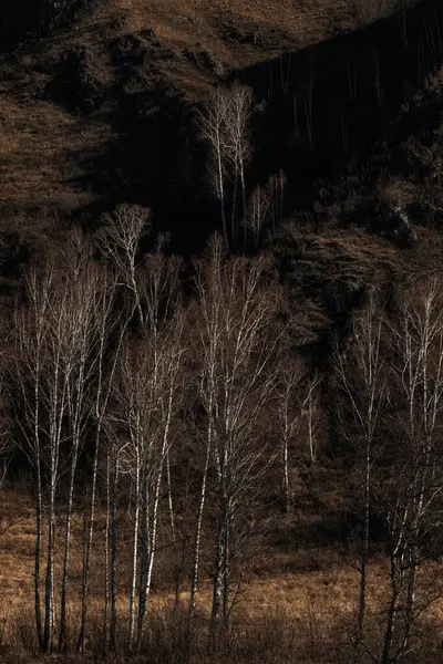 Bosque de bétula nua ou árvores de álamo na paisagem de outono de área Chuysky — Fotografia de Stock