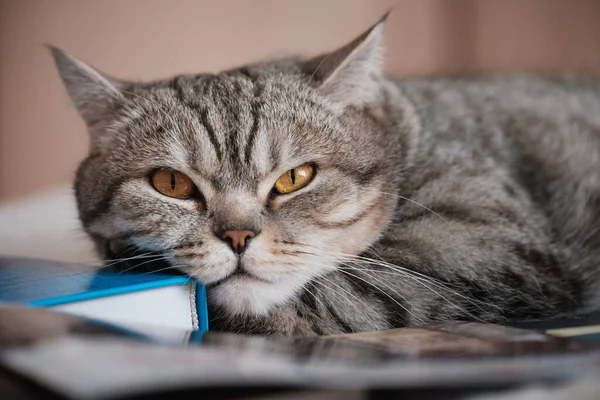 Britannique chat rayé aux cheveux lisses sur un le livre — Photo