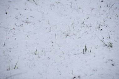 İlk kar altında çimen