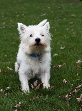 Batı Highland Beyaz Teriyeri