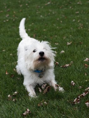 Batı Highland Beyaz Teriyeri