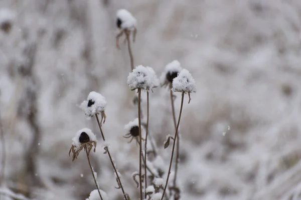 La hierba bajo la primera nieve — Foto de Stock