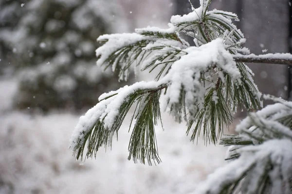 雪下的松树 — 图库照片