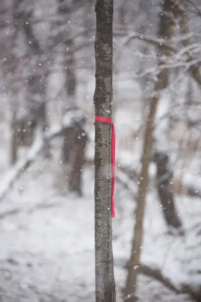 Band an einem Baum im Winterpark — Stockfoto