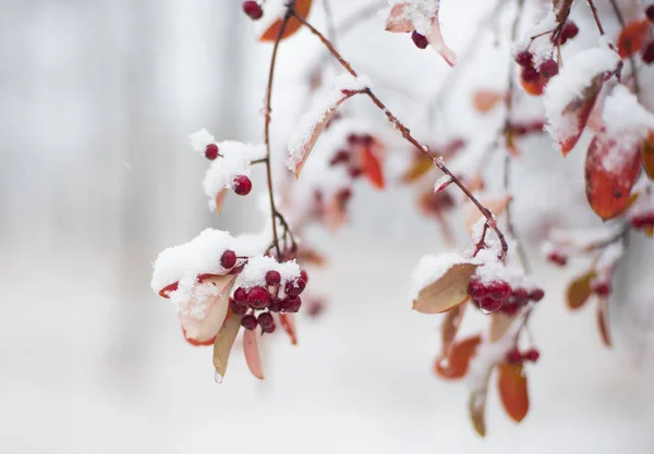 罗恩在雪中 — 图库照片