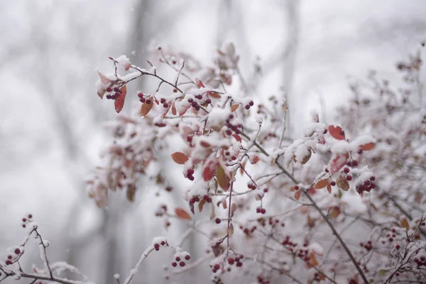 罗恩在雪中 — 图库照片